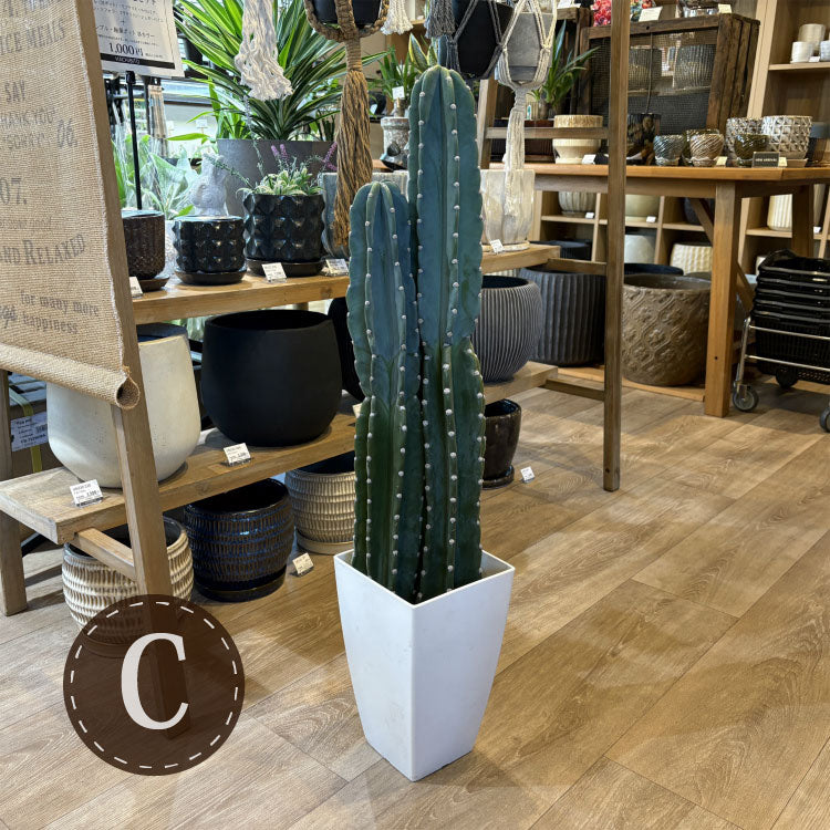 柱サボテン・2本立ち