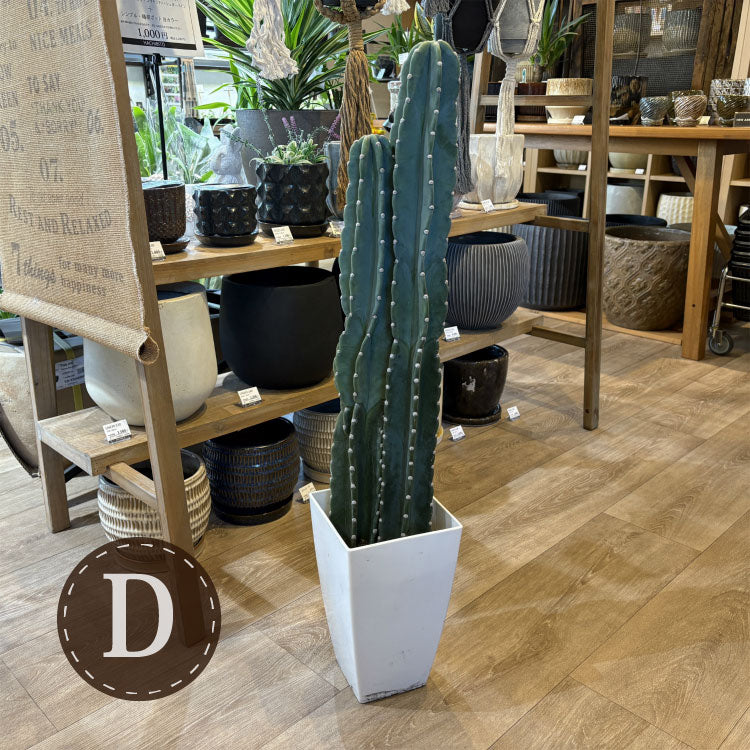 柱サボテン・2本立ち