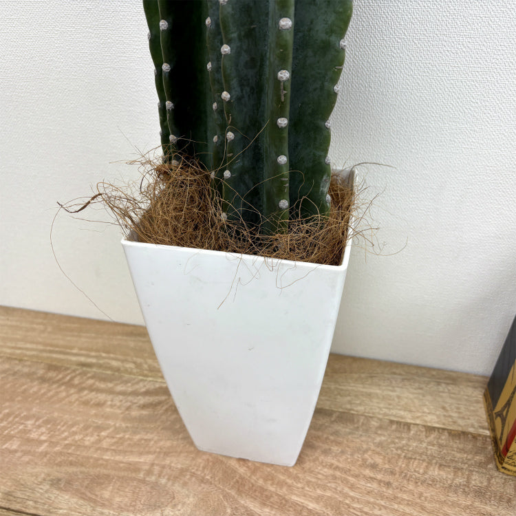 柱サボテン・2本立ち