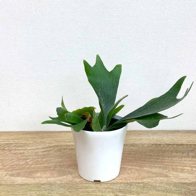 コウモリラン・アルシコルネ