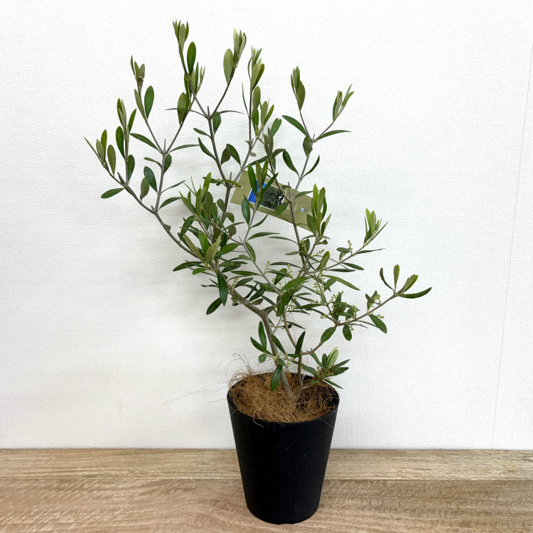 オリーブ・エルグレコ L