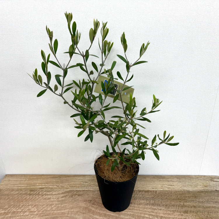 オリーブ・エルグレコ L