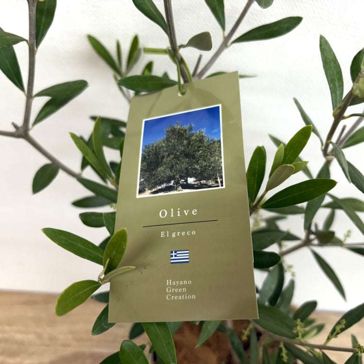 オリーブ・エルグレコ L