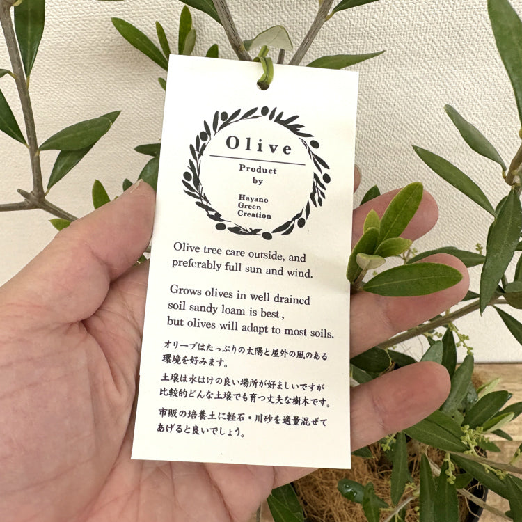 オリーブ・エルグレコ L