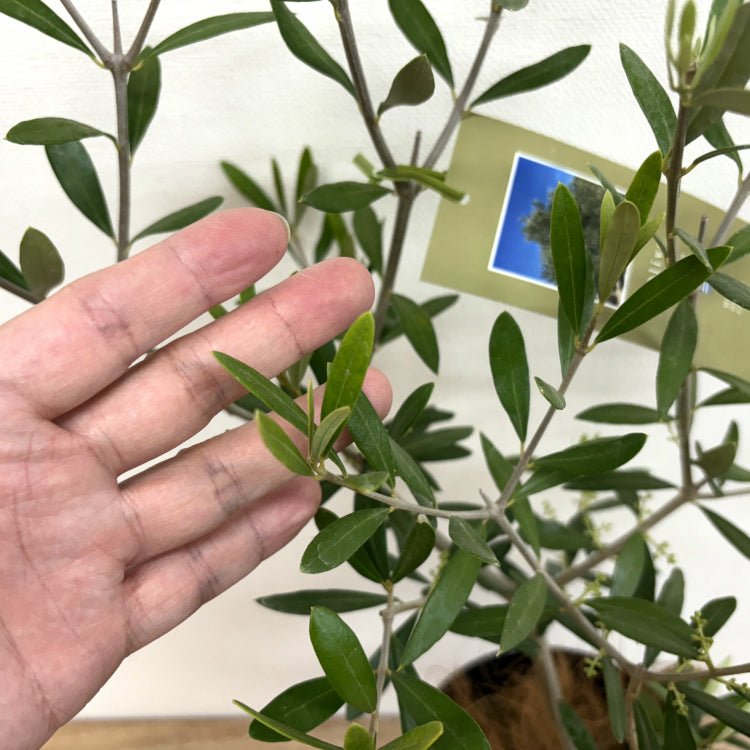 オリーブ・エルグレコ L