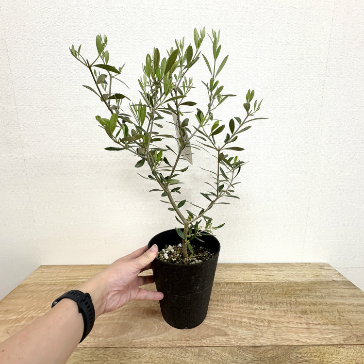 オリーブ・エルグレコ L