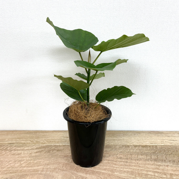 フィカス・ウンベラータ M