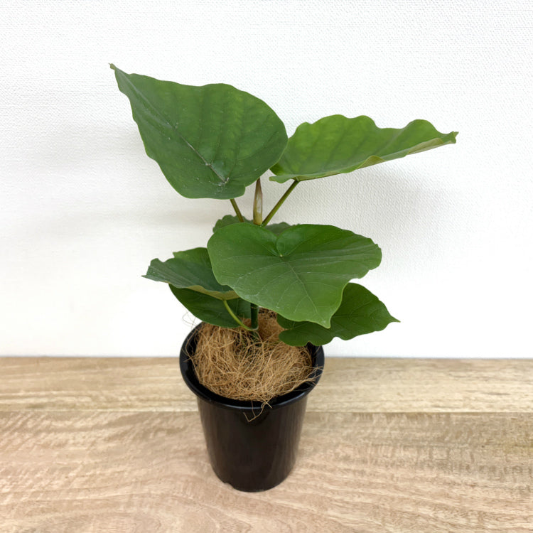 フィカス・ウンベラータ M