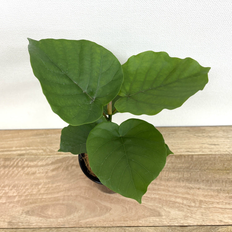 フィカス・ウンベラータ M