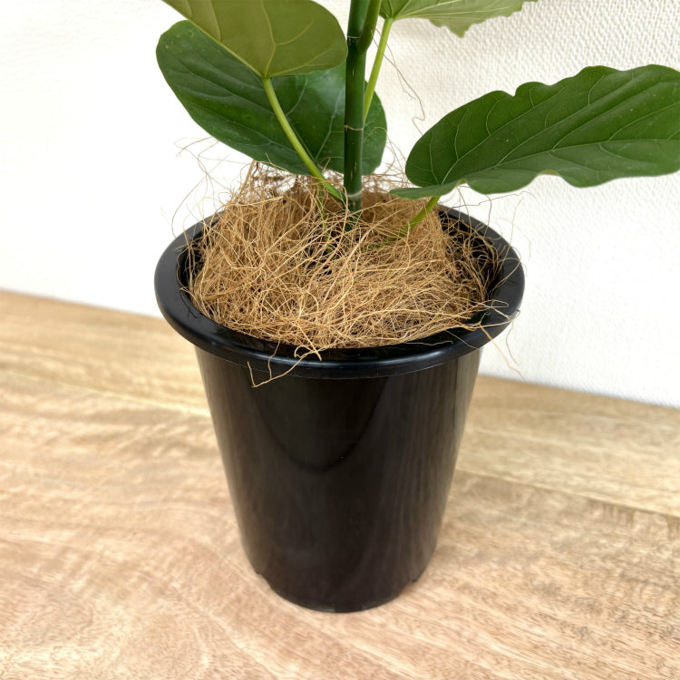 フィカス・ウンベラータ M