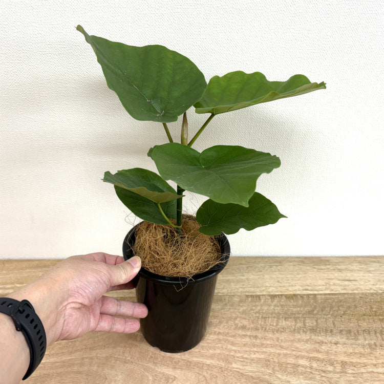 フィカス・ウンベラータ M