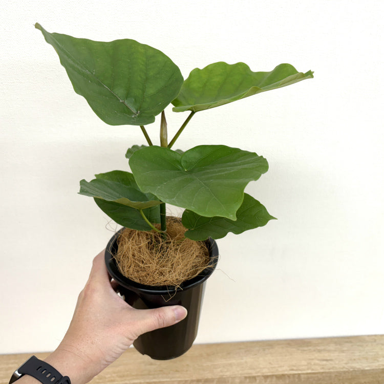 フィカス・ウンベラータ M