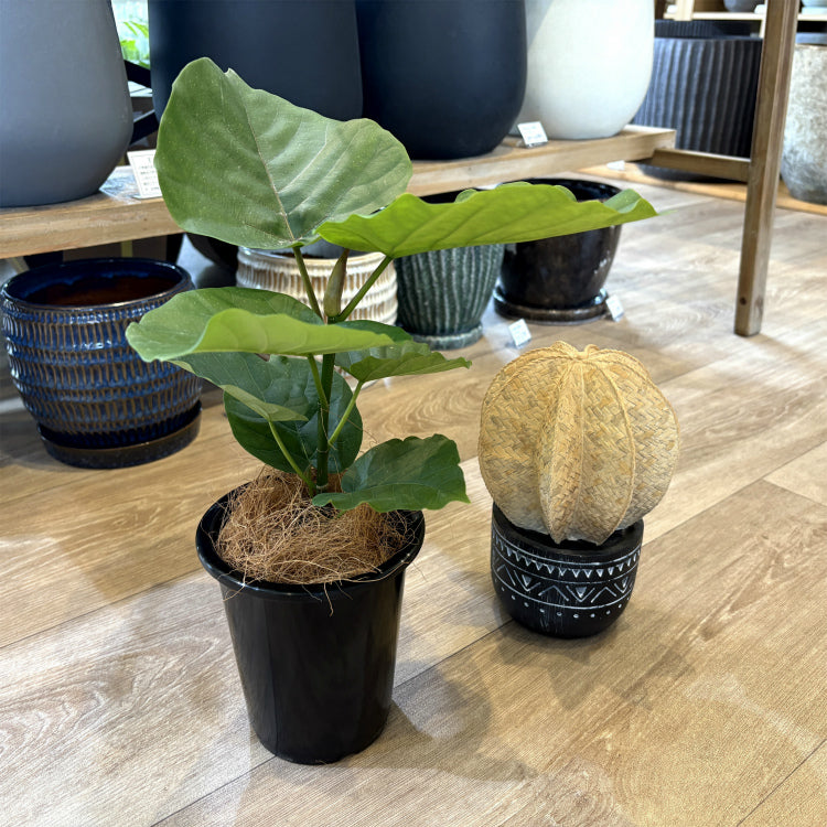 フィカス・ウンベラータ M