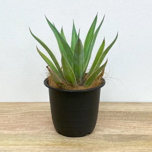 アガベ・ベネズエラ