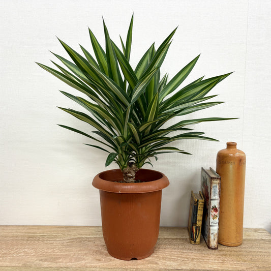 ユッカ・シルバースター