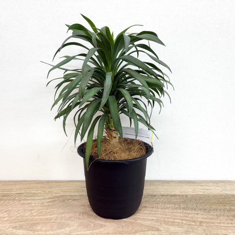 ユッカ・ディスメティアーナ