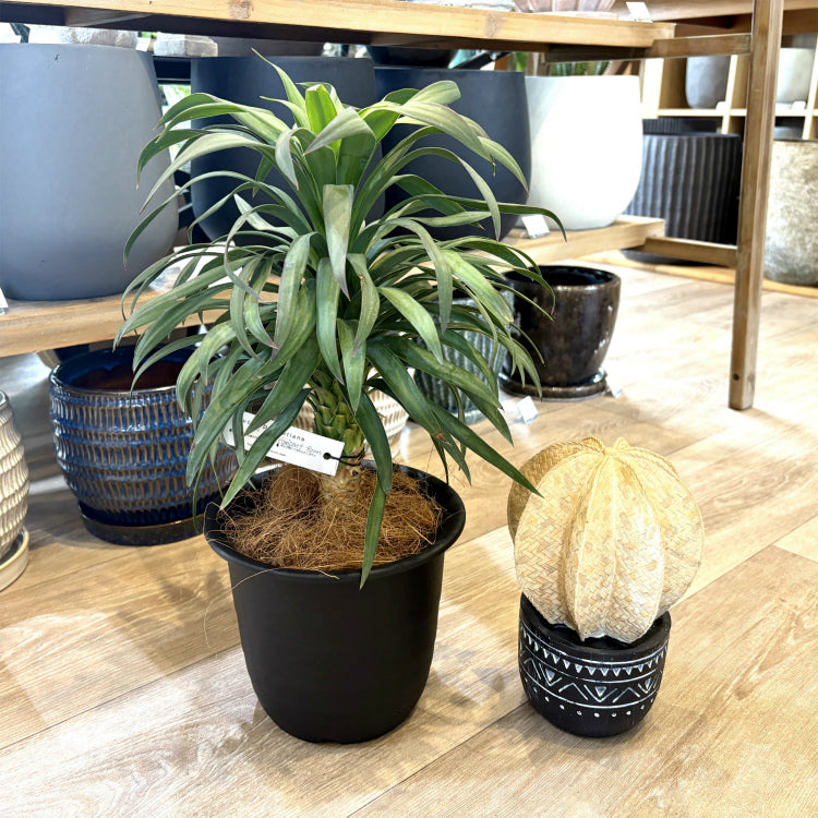 ユッカ・ディスメティアーナ