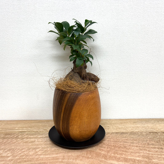 ガジュマル S + YS1373-120