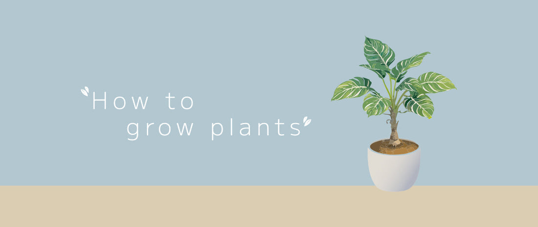 観葉植物別の育て方一覧