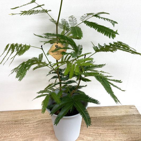 エバーフレッシュの育て方