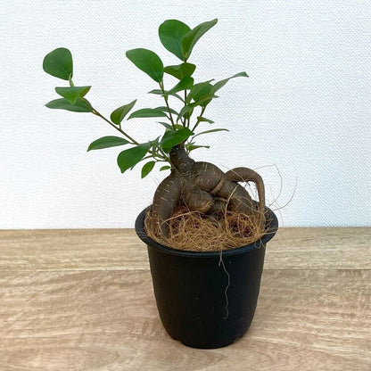 ガジュマル S