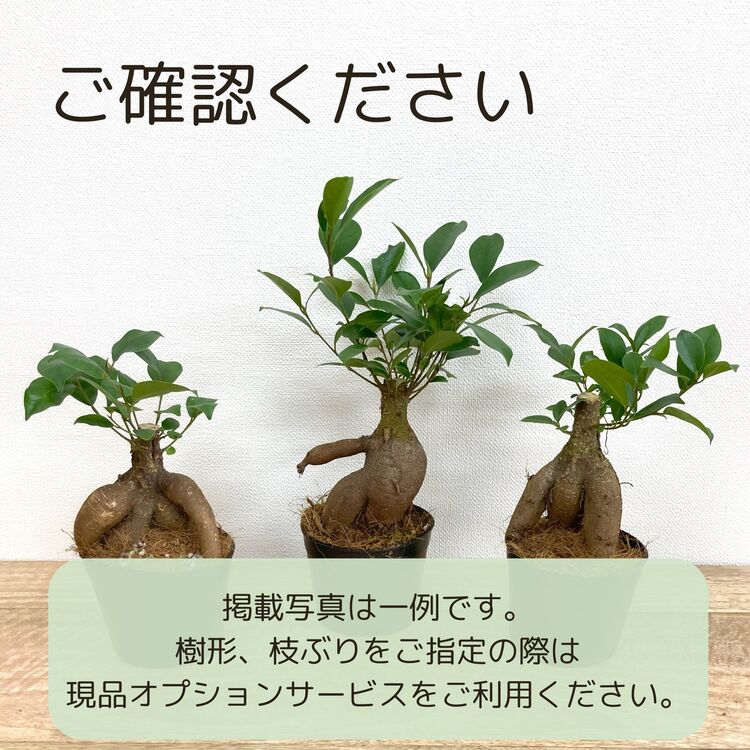 ガジュマル S