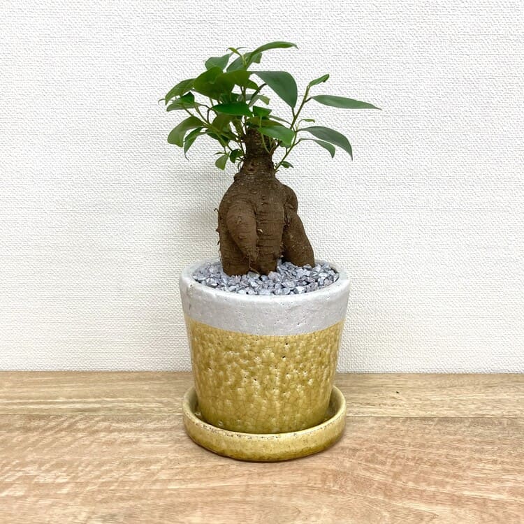 ガジュマル S + KT403-125