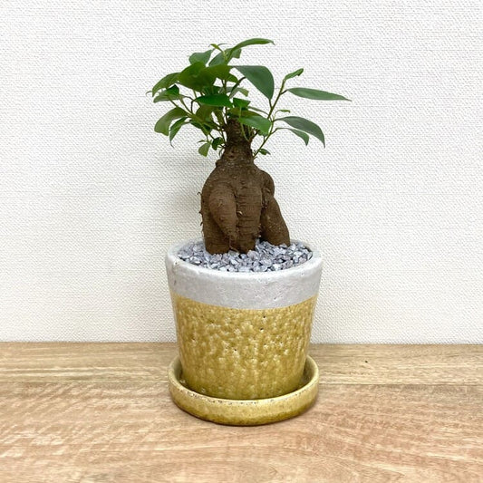 ガジュマル S + KT403-125