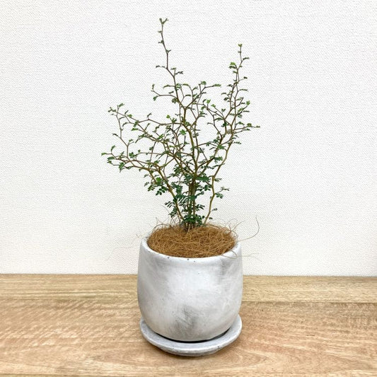 ソフォラ + MM059-125