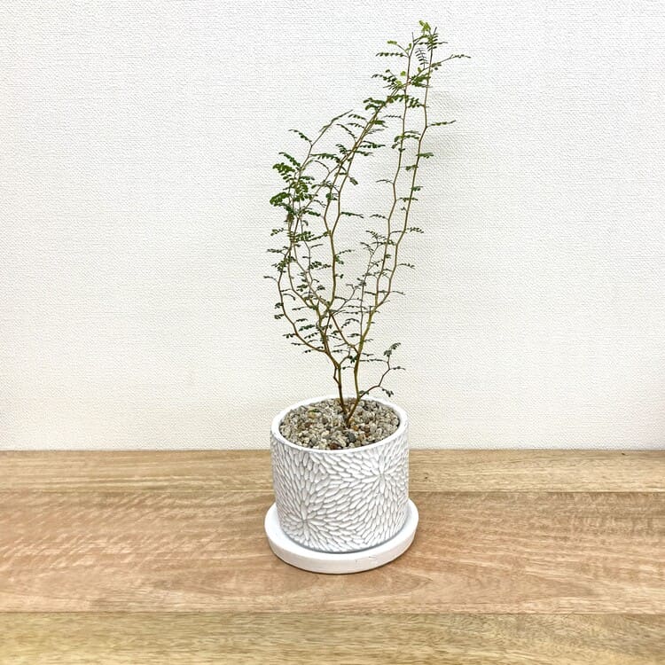 ソフォラ + CC036-110