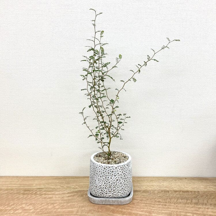 ソフォラ + CC033-110