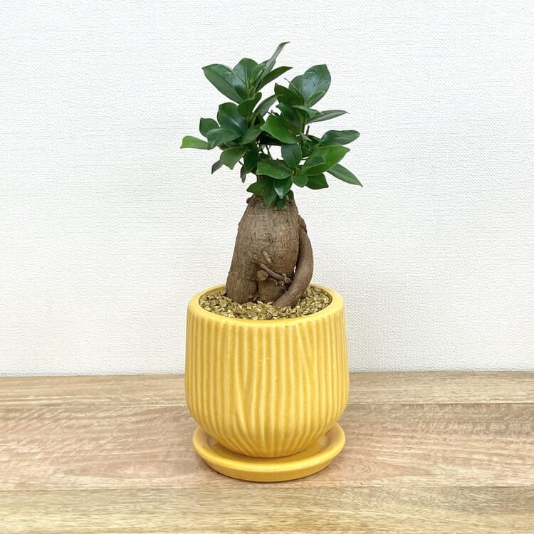 ガジュマル M + MM063-130