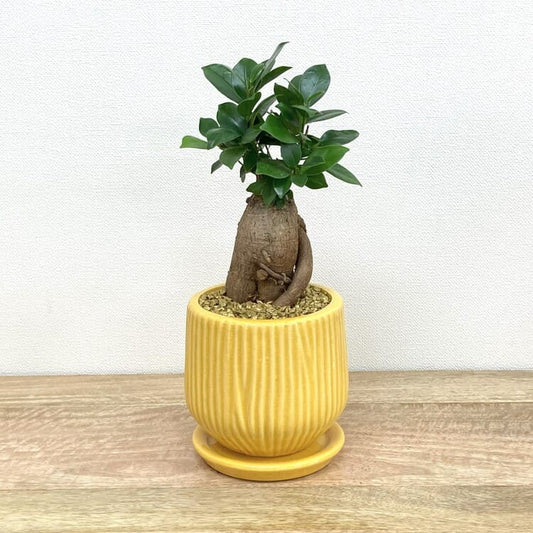 ガジュマル M + MM063-130