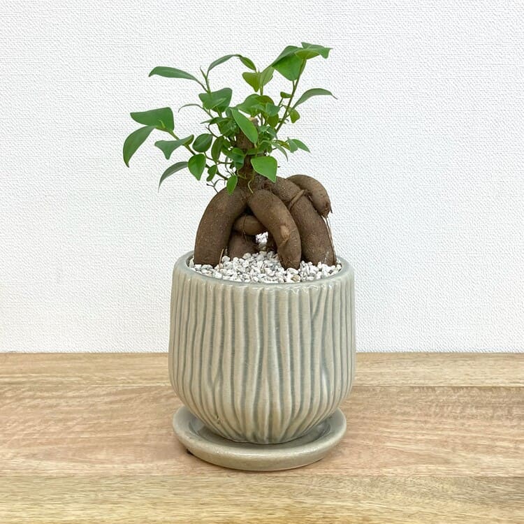 ガジュマル M + MM063-130