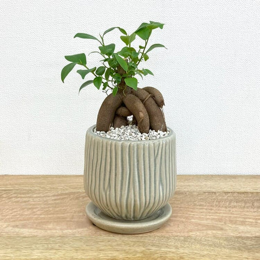 ガジュマル M + MM063-130