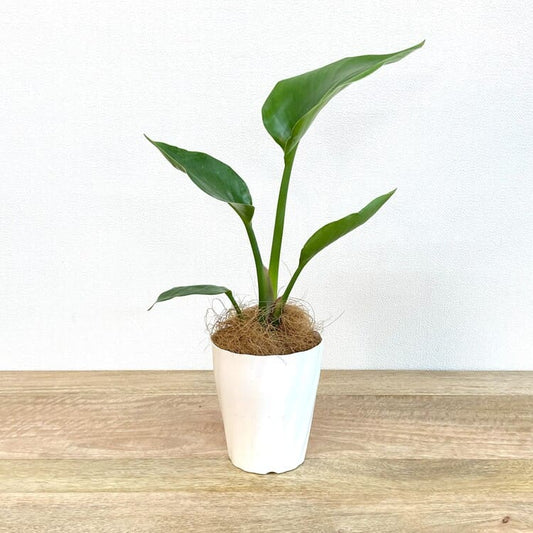 ストレリチア・オーガスタ