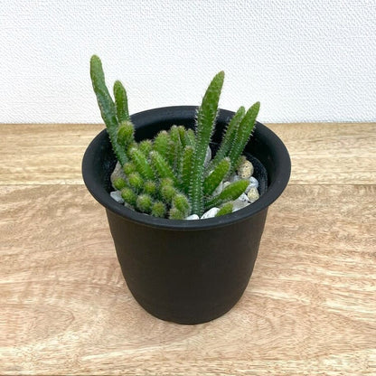 リプサリス・ホリダ