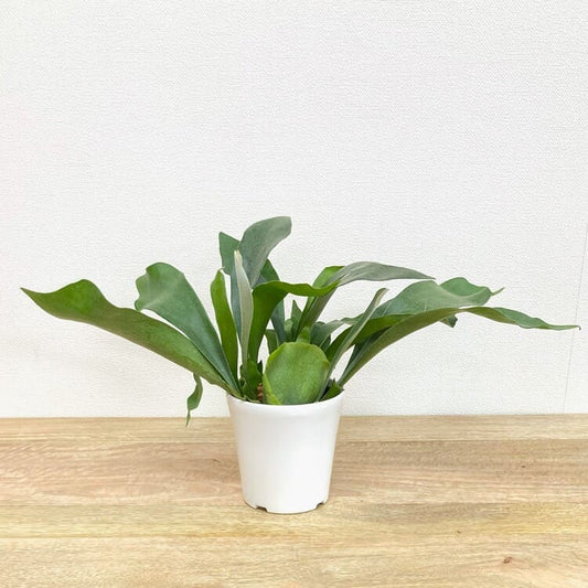 コウモリラン・ネザーランド