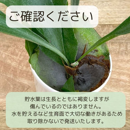 コウモリラン・アルシコルネ