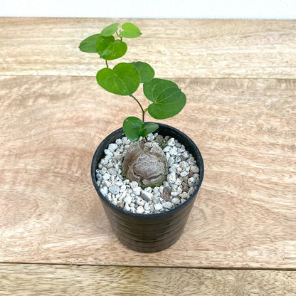 亀甲竜