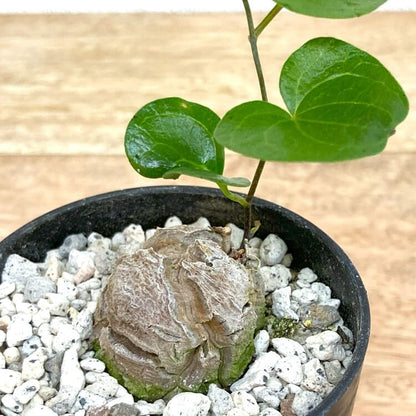 亀甲竜
