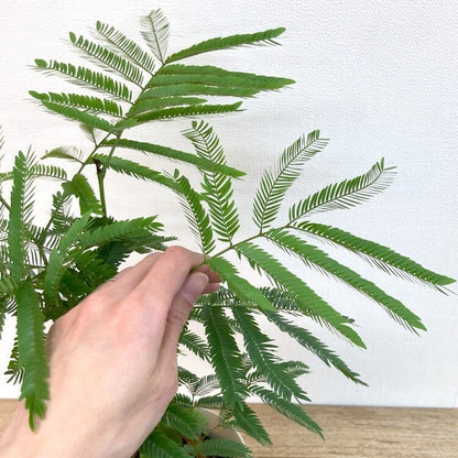 エバーフレッシュ L