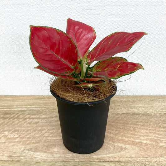 アグラオネマ・ビューティー