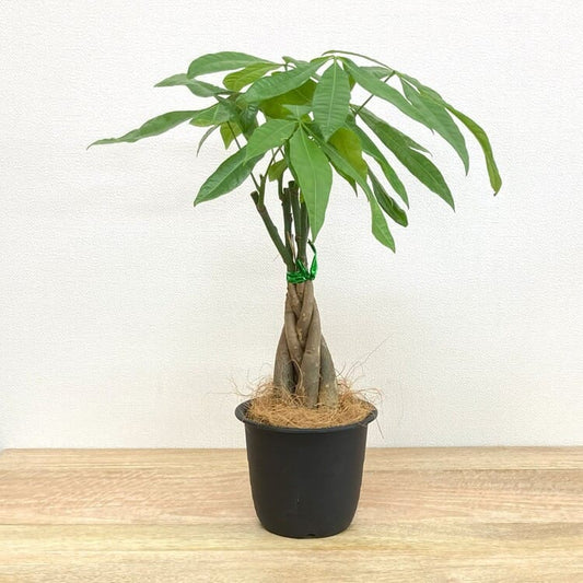 パキラ 編み込み M