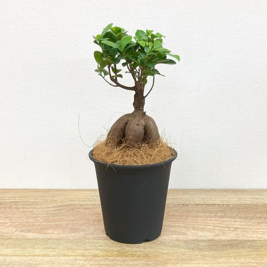 ガジュマル L