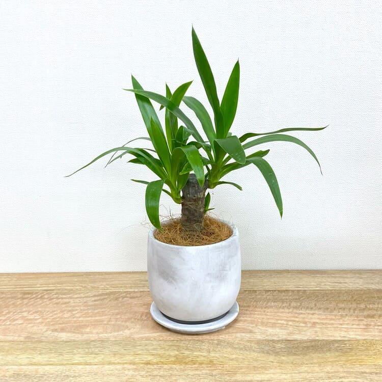 ユッカ・エレファンティペス – 鉢人Green