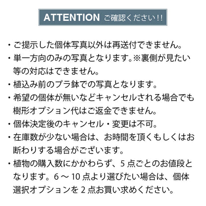 個体選択オプション