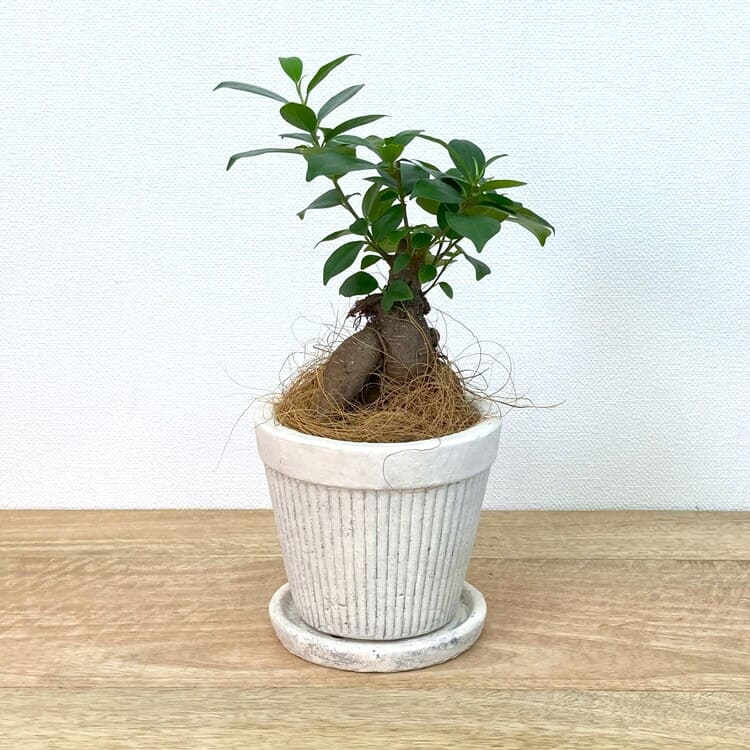 ガジュマル S + UN407-125