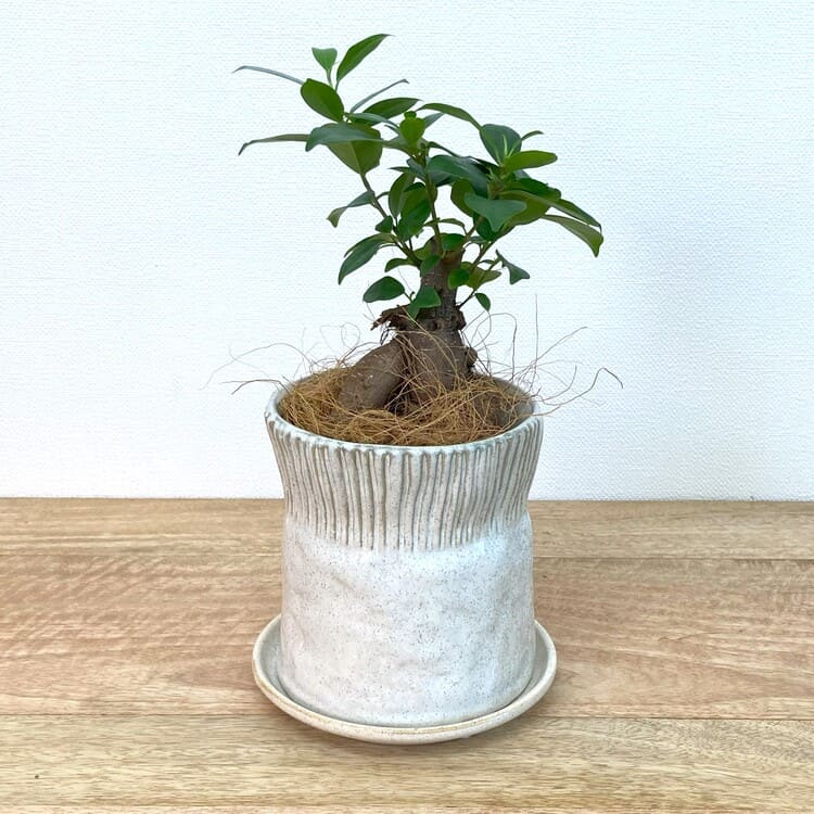 ガジュマル S + UN406-125