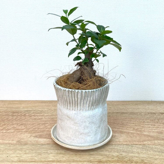 ガジュマル S + UN406-125